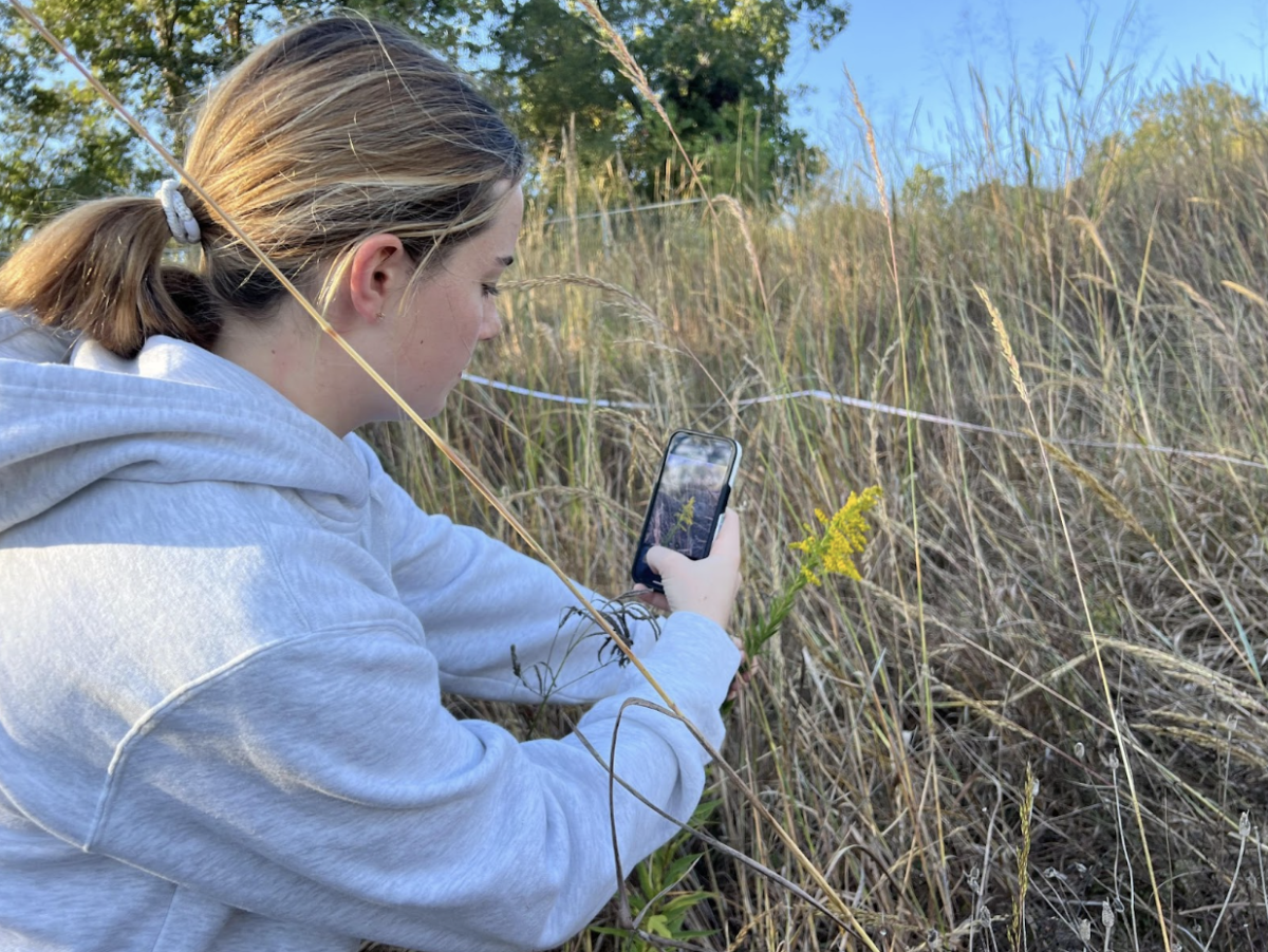 Senior Caroline Swanson takes a photo of a yellow flower to add to her plant diversity list. She used the app “Picture This,” to snap the photo and save it. Once finished, she will calculate the abundance of the yellow flower within her specific area of the ecosystem. 